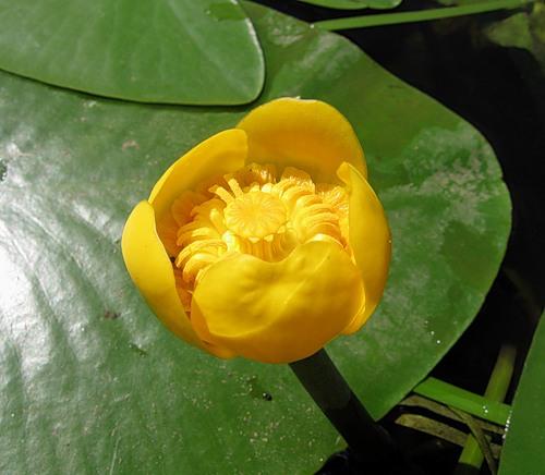 Gelbe Teichrose – die Farbe der Sonne auf der Flussoberfläche