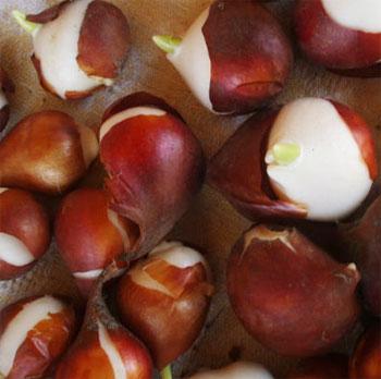Wie bewahren Sie Tulpen richtig auf und sortieren das Pflanzmaterial?