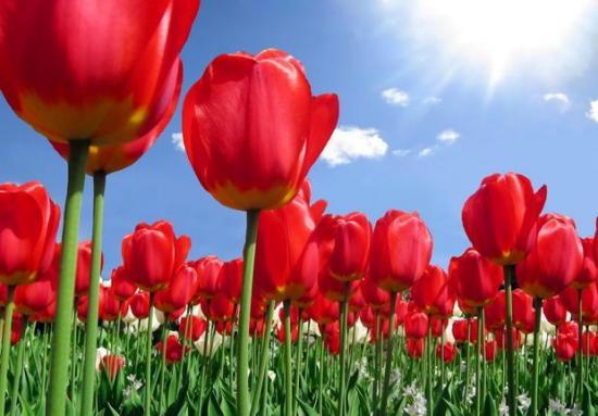 Wie und womit man Tulpen richtig vermehren sollte