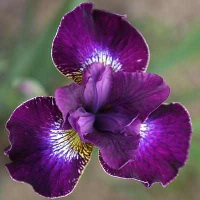 Die erstaunlichsten sibirischen Iris-Sorten
