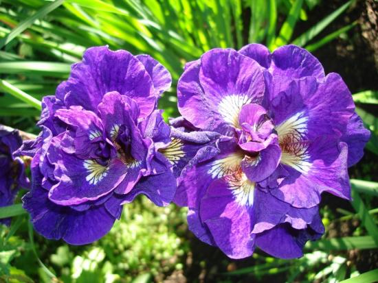 Die erstaunlichsten sibirischen Iris-Sorten