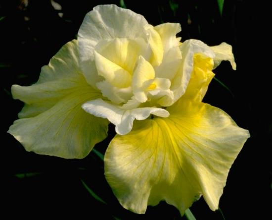 Die erstaunlichsten sibirischen Iris-Sorten