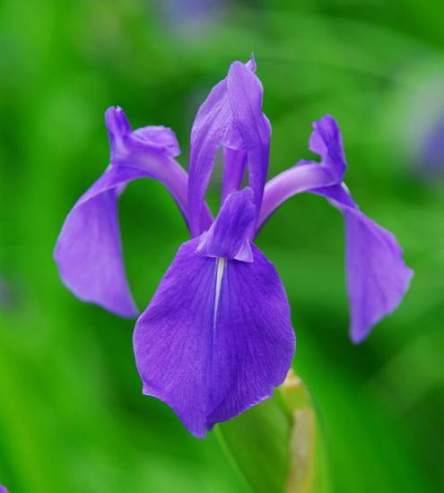 Die erstaunlichsten sibirischen Iris-Sorten