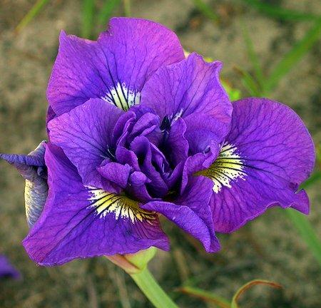 Die erstaunlichsten sibirischen Iris-Sorten