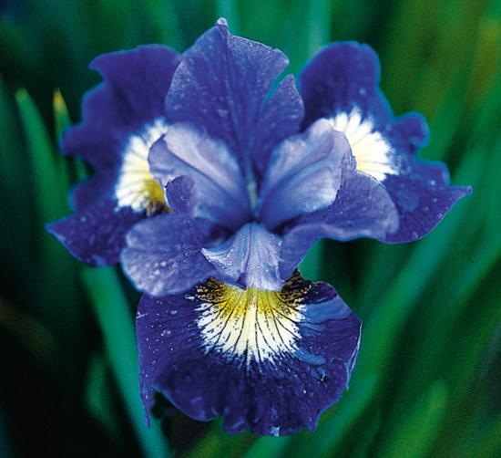 Die erstaunlichsten sibirischen Iris-Sorten
