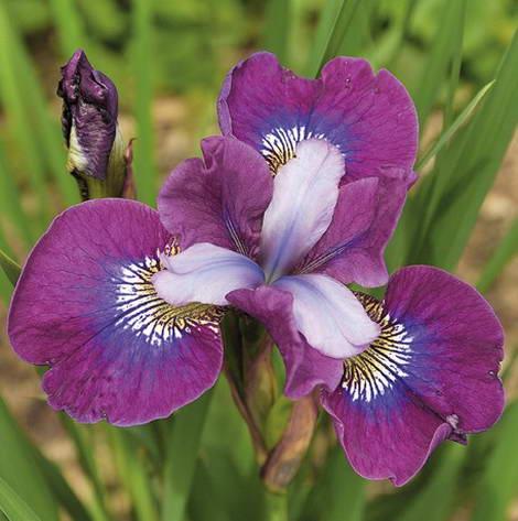 Die erstaunlichsten sibirischen Iris-Sorten