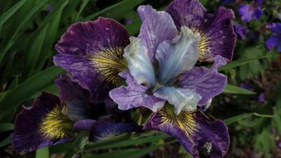 Die erstaunlichsten sibirischen Iris-Sorten