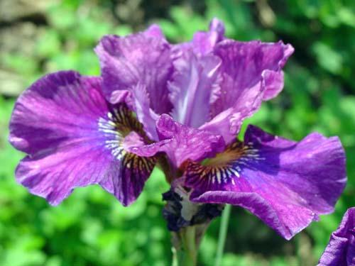 Die erstaunlichsten sibirischen Iris-Sorten