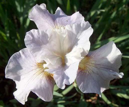 Die erstaunlichsten sibirischen Iris-Sorten