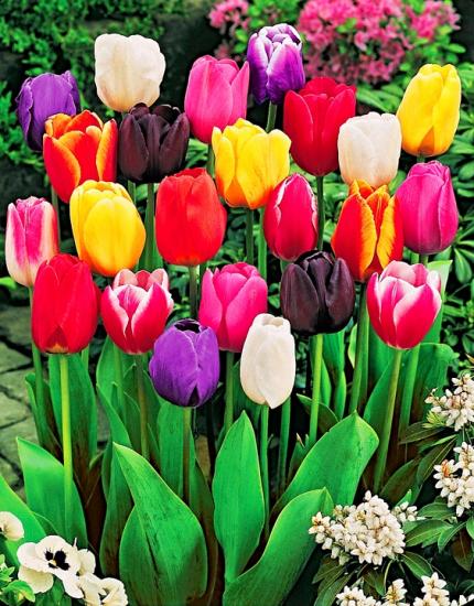 Tulpen auf Fotos, in Sträußen und im Garten