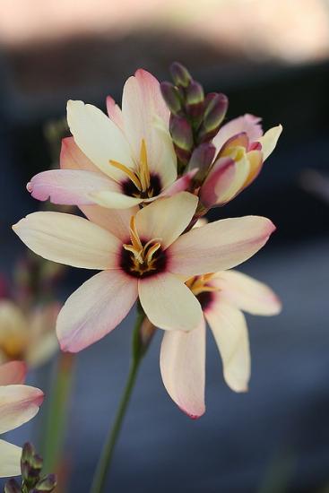 Pflanzung und Pflege der Ixia