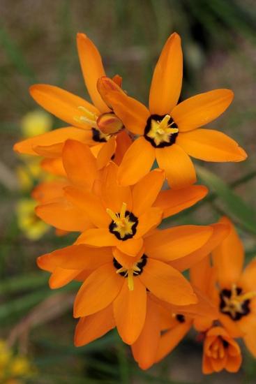 Pflanzung und Pflege der Ixia
