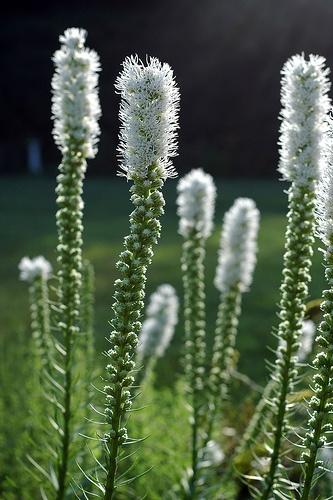 Pflanzung und Pflege von Liatris