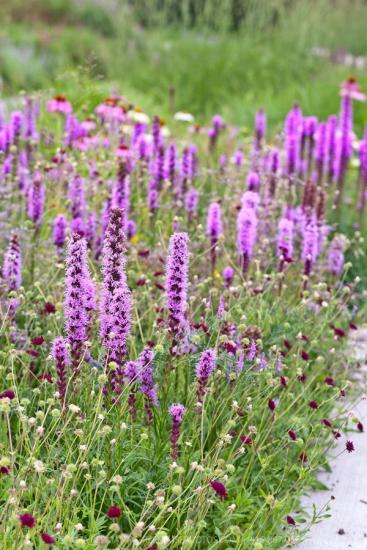 Pflanzung und Pflege von Liatris
