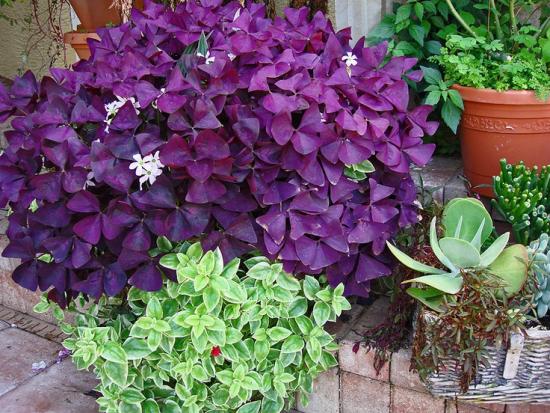 Pflege der violetten Oxalis