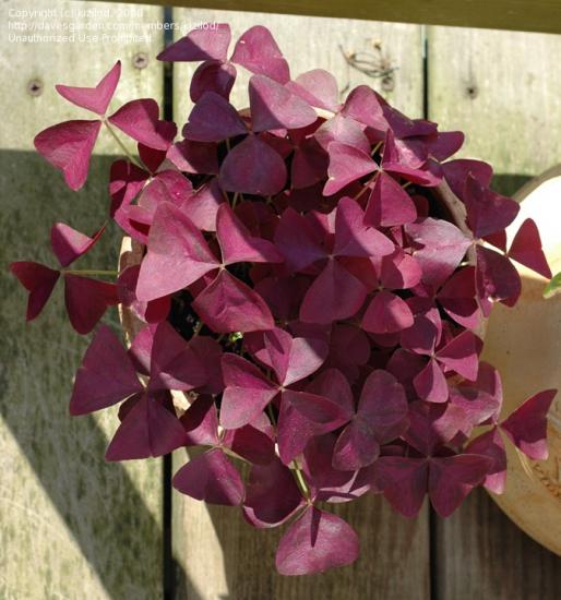 Pflege der violetten Oxalis