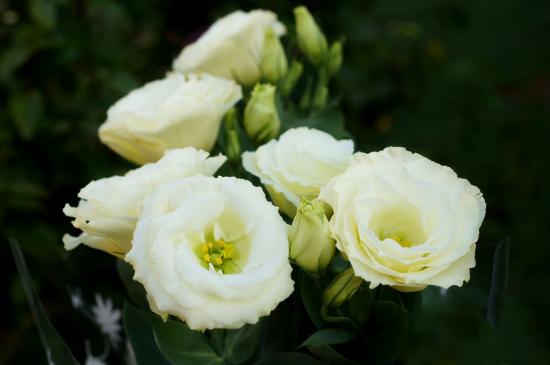 Eustoma auf dem Foto: die Schönheit selbst