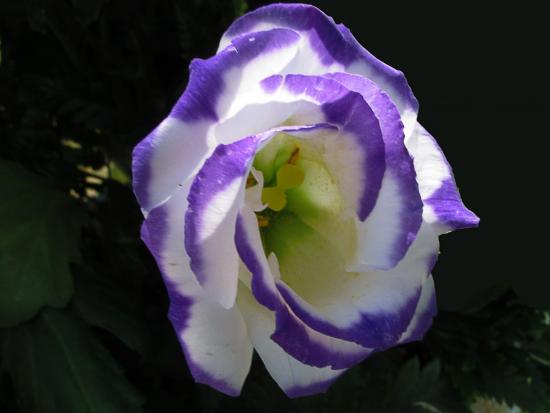 Eustoma auf dem Foto: die Schönheit selbst