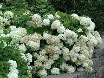 Schöne Rispenhortensie 'Grandiflora'