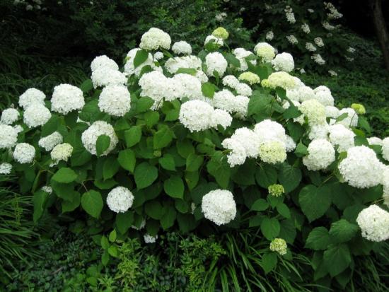 Schöne Rispenhortensie 'Grandiflora'