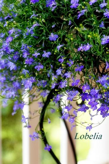 Mehrjährige Lobelie und ihre Arten