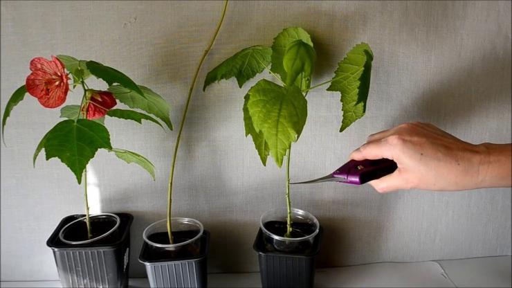 Abutilon: Anbau aus Samen zu Hause