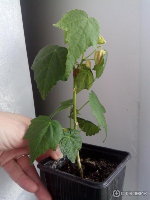Abutilon Juliette Anbau aus Samen