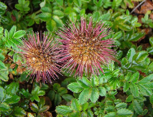 Acaena microphylla: Pflanzung und Pflege
