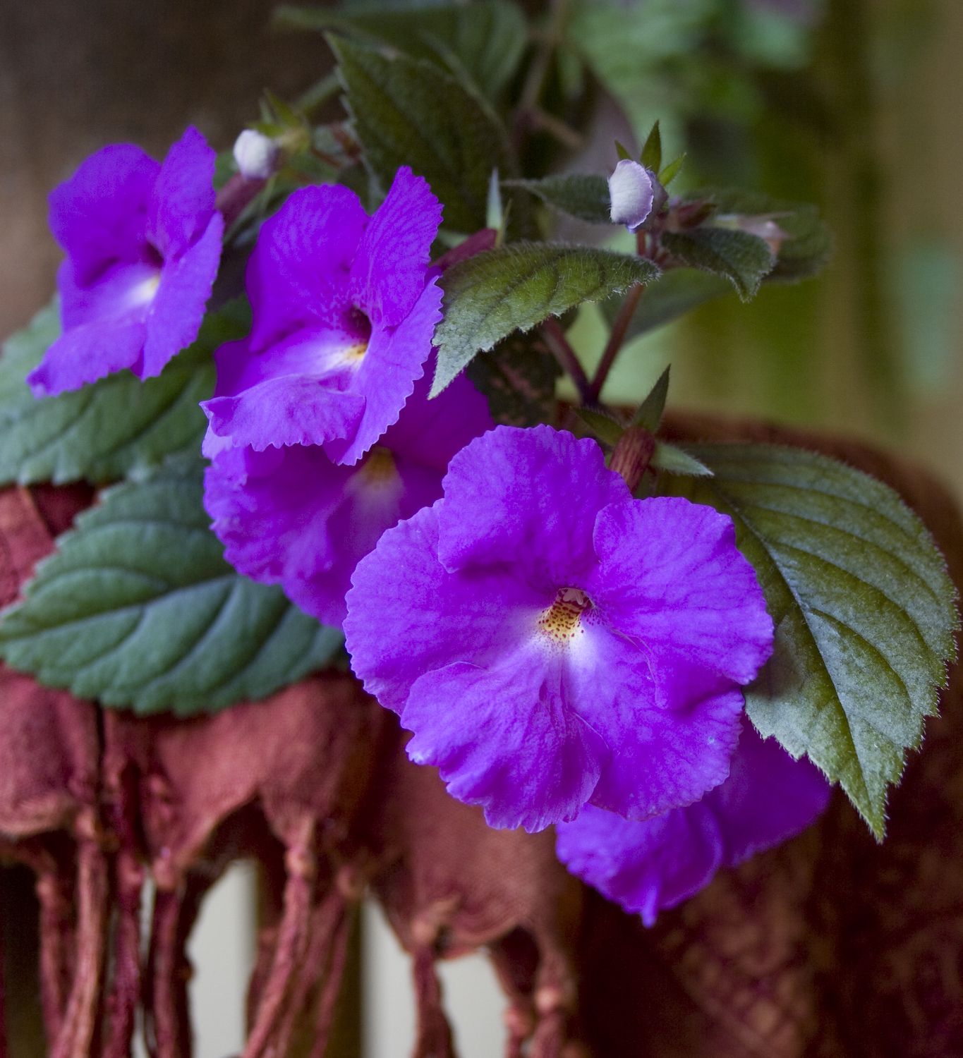 Achimenes Pflege und Anbau
