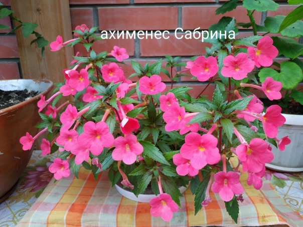 Achimenes Vermehrung durch Rhizome