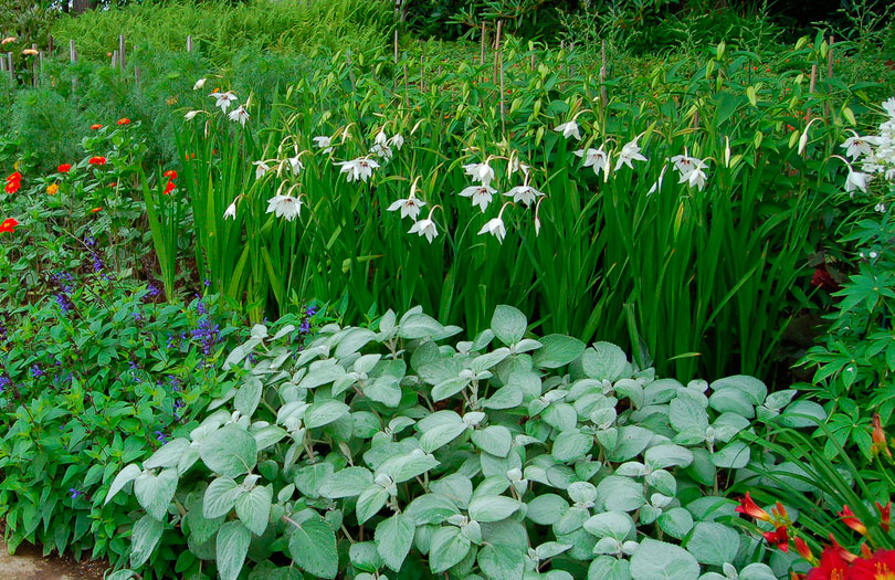 Acidanthera pflanzen und pflegen im Freiland