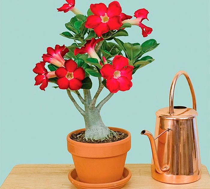 Adenium – Anbau und Vermehrung