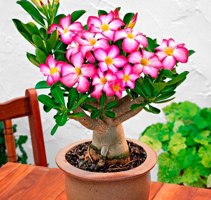 Adenium-Pflanze: Anbau und Pflege