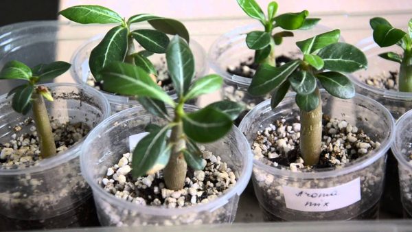 Vermehrung von Adenium durch Kopfstecklinge