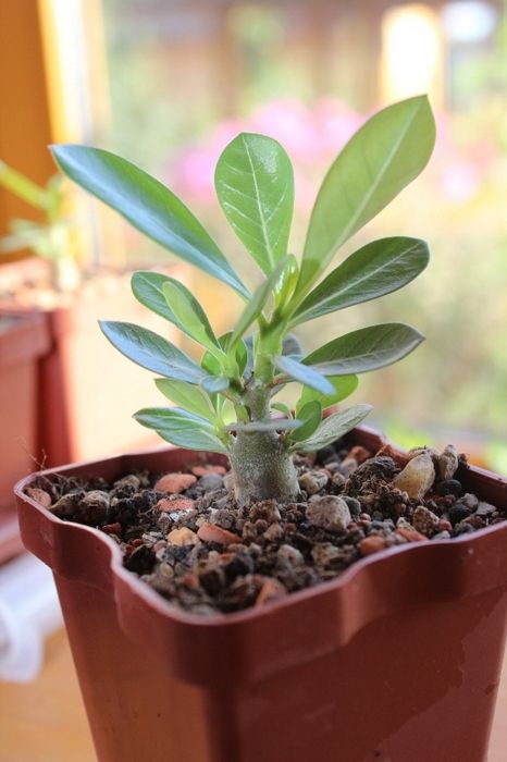 Adenium Pflanzerde