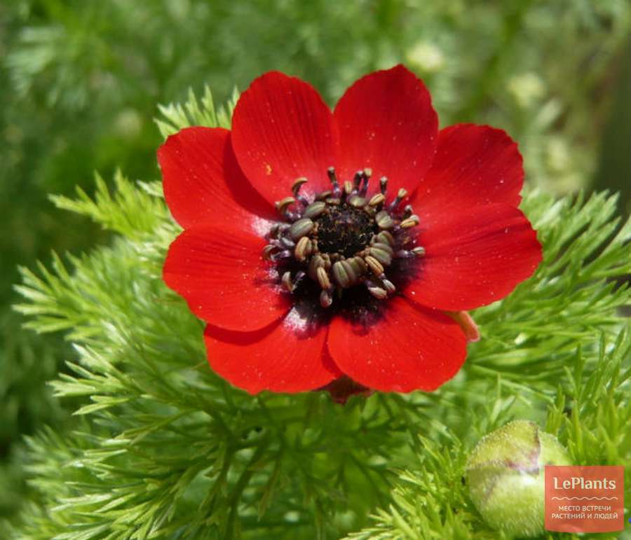 Roter Sommer-Adonis Anbau aus Samen