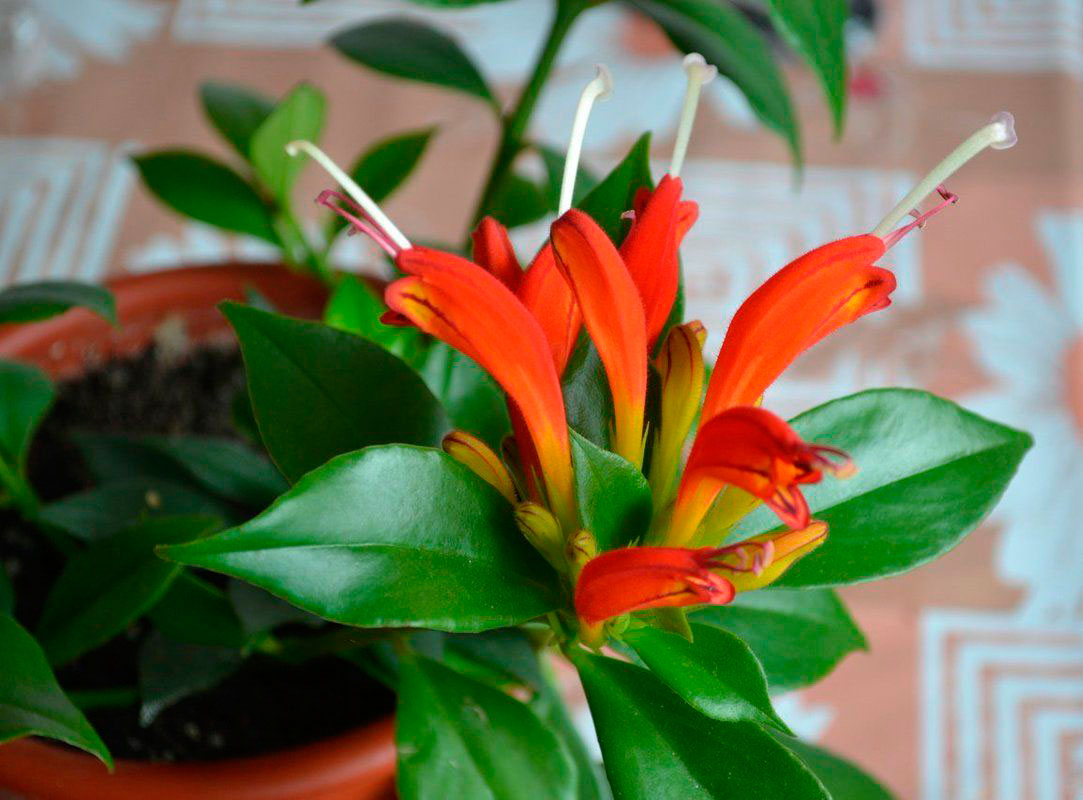 Aeschynanthus: Pflege und Vermehrung zu Hause
