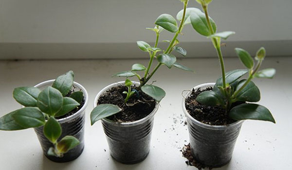 Aeschynanthus Vermehrung durch Stecklinge