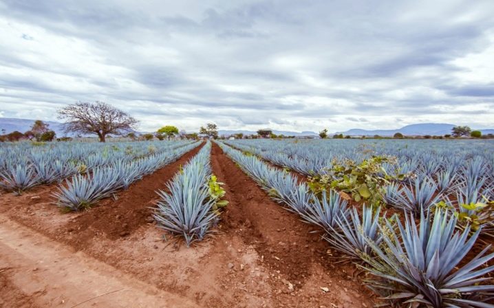 Agave-Anbau im Freiland