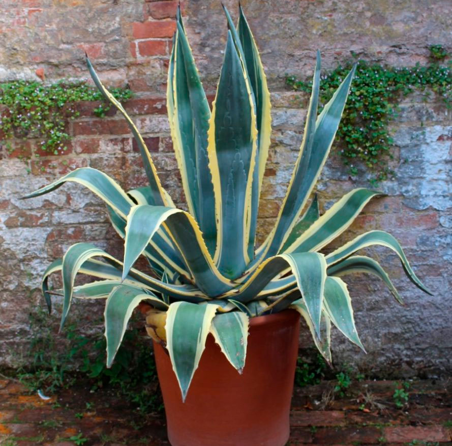 Wie pflegen Sie die Agave?