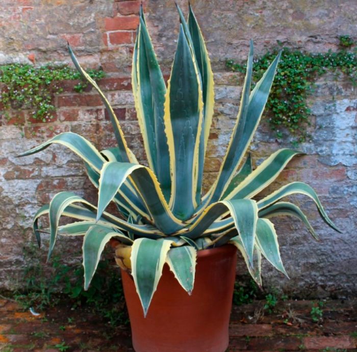 Agave als Zimmerpflanze