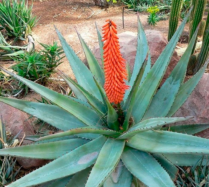 Agave – Pflanzenblüte