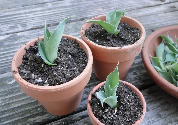 Vermehrung der Agave durch Blatt