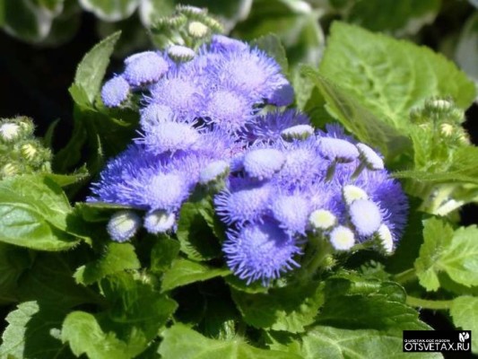 Ageratum – Anzucht aus Samen: Wann säen?