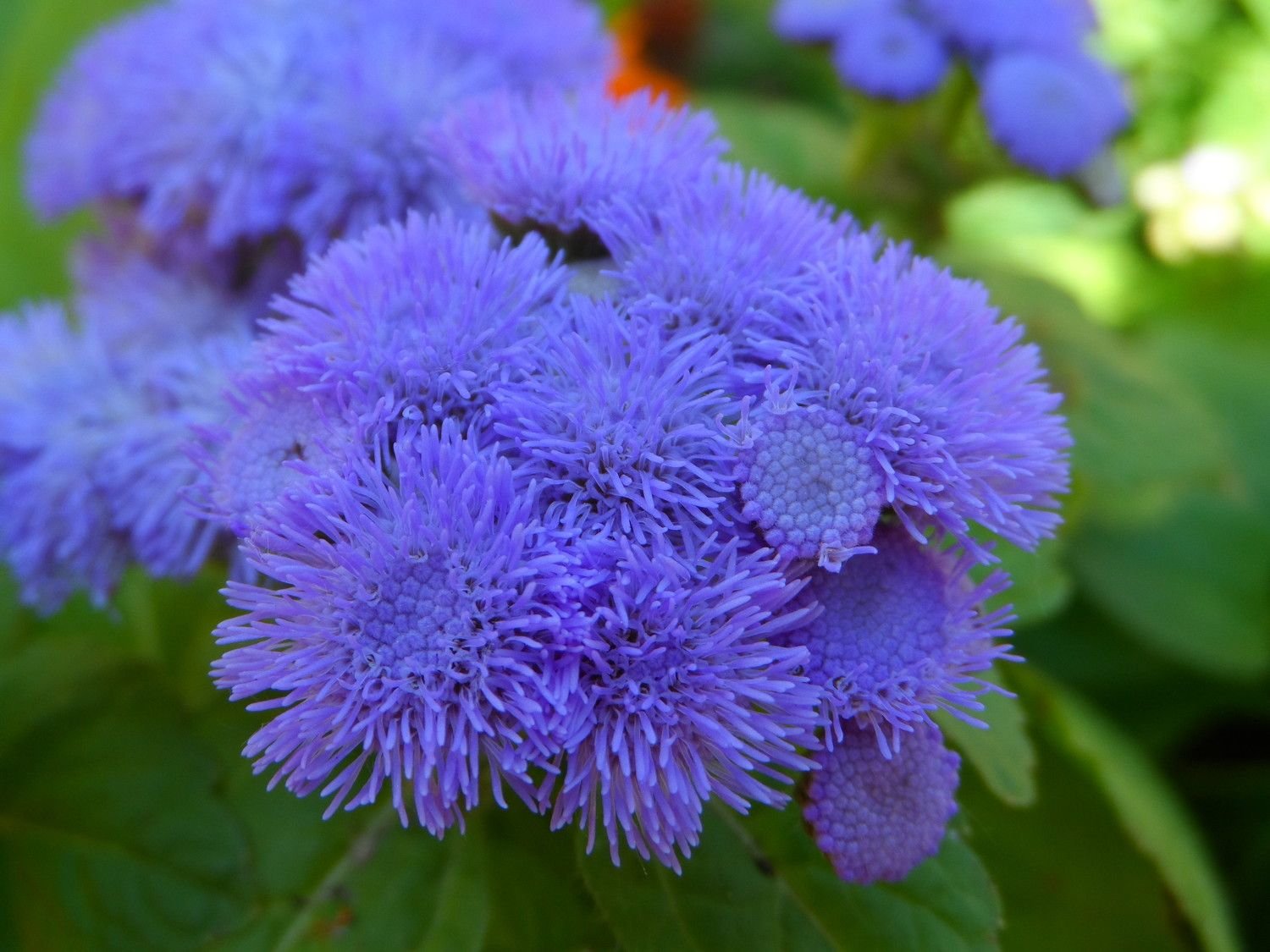 Ageratum houstonianum – flauschige Wunderblumen