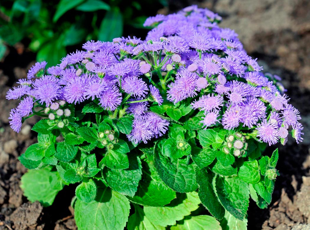 Ageratum – Pflanzung und Pflege im Freiland