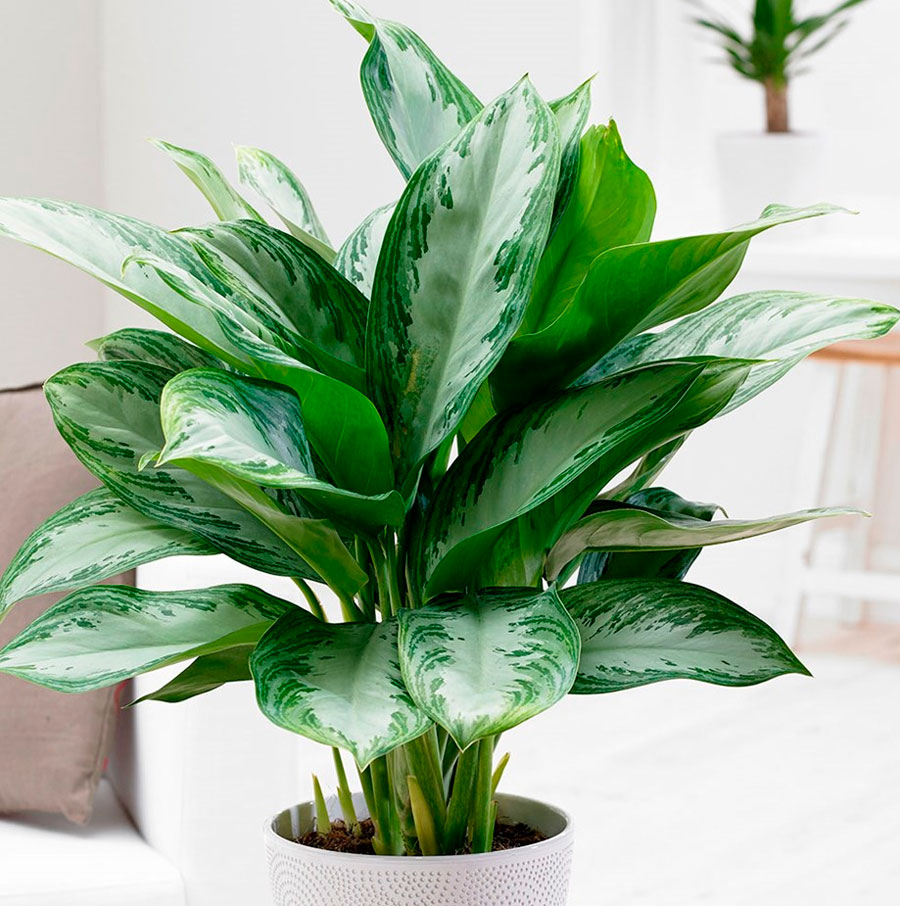 Aglaonema: Pflege und Vermehrung zu Hause