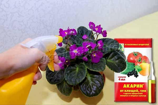 Akarin für Zimmerpflanzen