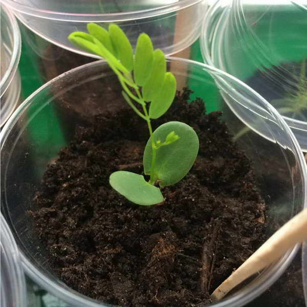 Albizia: Anbau aus Samen zu Hause