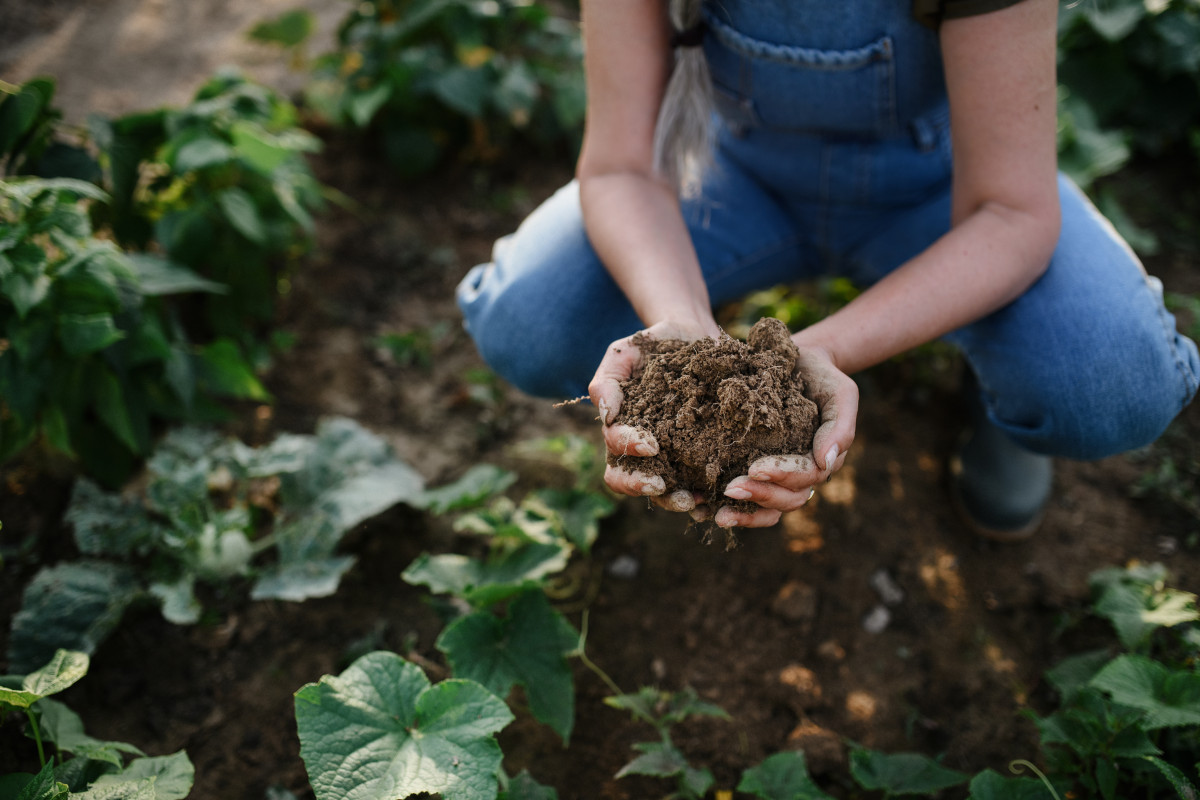 Alkalischer Boden – was tun?